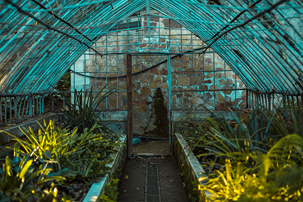 Medicinal Garden